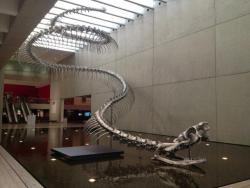 historical-nonfiction:    The largest snake fossil ever found is the Titanoboa. It lived over 60 million years ago and reached over 50 feet (over 15 meters) long. It weighed more than 20 people and ate crocodiles and giant tortoises.   