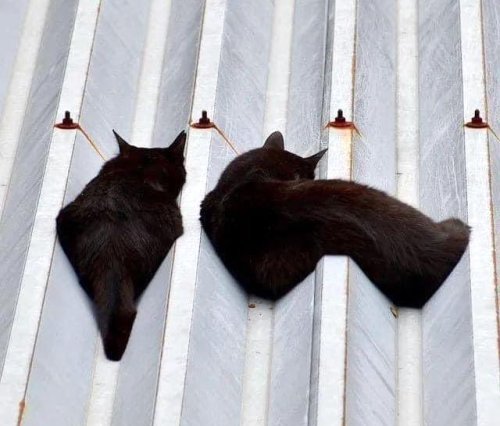 cuteanimals-only:  melting cats