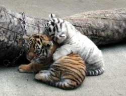 Cute baby tigers en We Heart It. http://weheartit.com/entry/69144955/via/Sky_Jones1