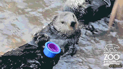 allthelovelybrokenthings:  godsgonnacutyoudown:  bitterloveandsweethate:  handpickedhappiness:  kenneth-munster:  This is the best thing I have ever seen!!  FUCKIT’S BACK!  OHMY.  IM SO HAPPY ITS BACK.  Sea otters give me life ❤  This is just too