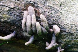 sapphicrevan: [Caption: four pictures of mushrooms that are growing in a way that makes them look like 1. fingers reaching up from under a fallen tree, 2. screaming mouths or beaks on a branch, 3. outer ears breaking through bark, 4. a hand coming out