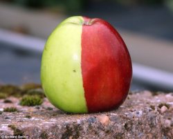 a-heart-of-calcifer:  ehlnofey:  When Ken Morrish picked this apple off a tree in his garden, he thought a prankster had painted half of it red. But after inspecting it closely he realised that the remarkable split colours on the fruit were a natural