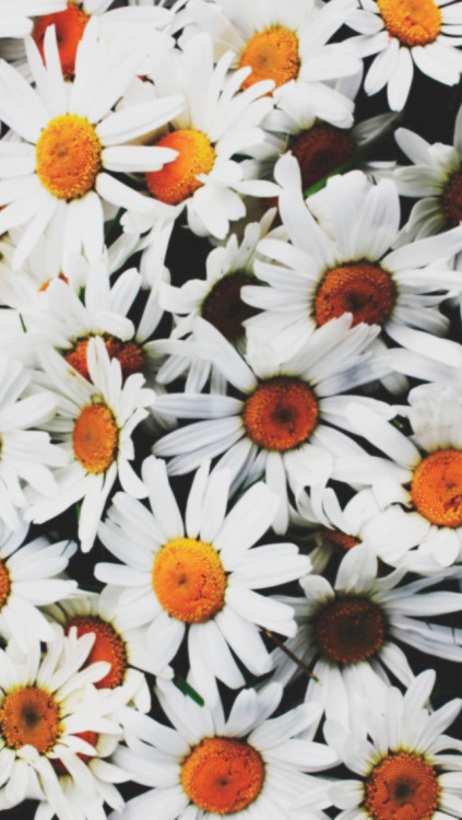floral iphone wallpaper | Tumblr