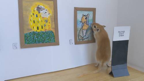 everythingfox: “Quarantine, day 14. Me and my boyfriend spent the whole day setting up an art gallery for our gerbil.” (Source) 