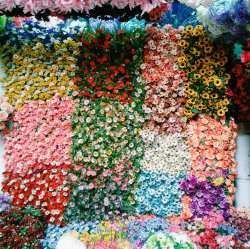 sugarslayer:Flower market in Bangkok, Thailand