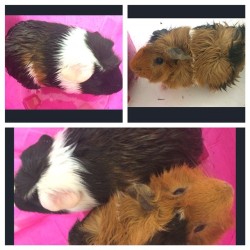 All clean babies 🐷