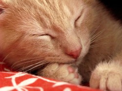 goodmorningkitten:  Duncan McGee [redux] (15 more photos)Courtesy and copyright: Elkay 724