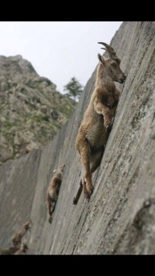 antisemitic:  belowparonebay:  Steal that Look!: Alpine Ibex- “Crave that mineral” Adult Goat Costume: 58.99 Morton Salt: 1.45 Rock Climbing Wall: 216.79 That Craving: Priceless  Combining two old/dead memes doesn’t make a new good one :/ 