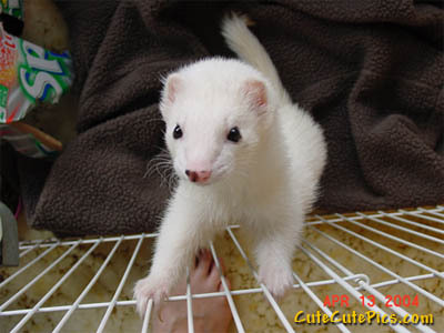Ferrets on steroids sold as toy poodles