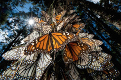 etheric-fairie:  nubbsgalore:  every autumn, tens of millions of monarch butterflies travel to their ancestral winter roosts in mexico’s mountain fir forests, coating the trunks of the trees in the orange of their wings, and causing the branches to