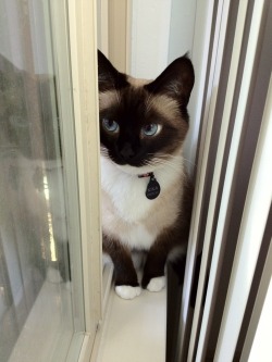 coconeru:  lulupaca:  parisienneballerina:  This cat is more photogenic than me  HOW DID YOU GET AN ATTRACTIVE SIAMESE D:&lt;  HOW THE HELL.  Not fair.  Whoa thats a beautiful cat 