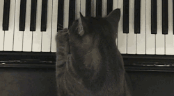 ucresearch:  Piano playing cats An Animal Planet segment ponders how and why this cat seems to be playing the piano.  Animal behaviorist and UC Davis alumna Dr. Sophia Lin says that cats can hear and understand different tones played on instruments such