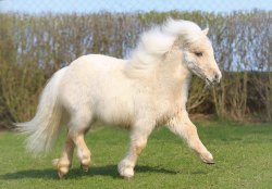 thefingerfuckingfemalefury:  buttart:  what the hell is with this horse what. why. wtf is going on horse, i love u.  LOOK HOW FLUFFY THIS HORSE IS 