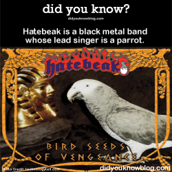 did-you-kno:  Hatebeak is a black metal band whose lead singer is a parrot. Source 