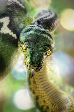 slither-and-scales:   Emerald Tree Boa by Manuela Kulpa 
