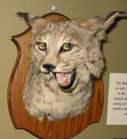 datsweetberrypunch:  airbenderedacted:  strashnimishka:  strashnimishka:  strashnimishka:  Bad taxidermy  This post is just so important to me you don’t understand  Actually you know what it’s not i hate it it scares me why did I even post this  