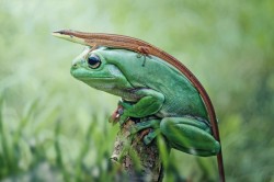 animals-riding-animals:  lizard riding frog