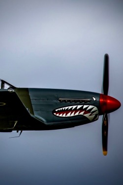 utwo:  P-51D MUSTANG (SHARKMOUTH)© Plane Motorsport 