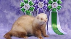 suicide-bird:  enemy2babies:  skoogers:  suicide-bird:  He won.  im happy for him  He got sixth place actually     ferrets are the superior species! &gt;|C