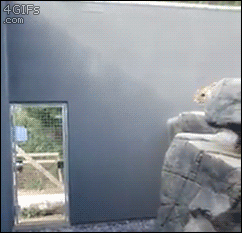 letslipthehounds:  tastefullyoffensive:  Purrkour! [video]  Has anyone else gotten the impression that the big cat (leopard?) was going to jump down normally, then realized that someone was there, and decided to show off? 