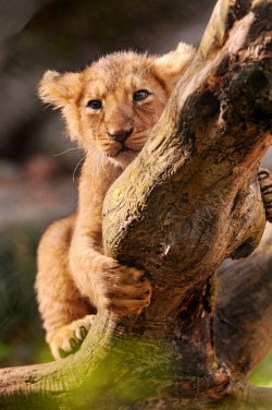 mystic-revelations:  Climbing on the branch By Tambako the Jaguar 