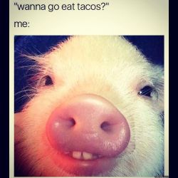 #tacos #me #piggy #🐽🐽🐽🐽