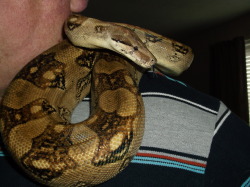 I love showing folk just how docile snakes are, and nothing like how they are portrayed on tv!