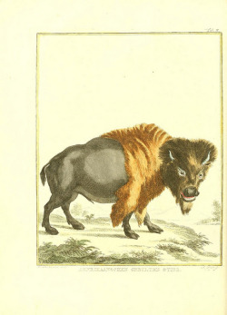 wapiti3: (bison) Physical description of a superb collection of rare beasts, existing in East and West Indian.Via Flickr: By Vosmaer, A. (1864) BHL Collections: Smithsonian Libraries