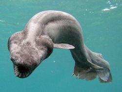 physicallyattractive-dog:  treevors:  waterymagic:  Humans rarely encounter frilled sharks, which prefer to remain in the oceans’ depths, up to 5,000 feet (1,500 meters) below the surface. Considered living fossils, frilled sharks bear many physical