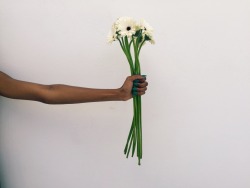 theflowerpapi:  Tiffany Lupien x Eva Coma x The Man Who Loved Flowers.