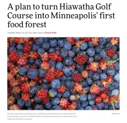 aniseandspearmint: meggory84:  nativenews:  baapi-makwa:  http://www.citypages.com/restaurants/a-plan-to-turn-hiawatha-golf-course-into-minneapolis-first-food-forest/416059773  this is awesome 😊  The city would plant everything from raspberries and