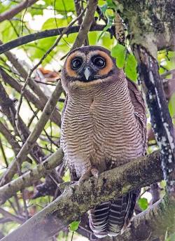rhamphotheca:  Brown Wood Owl (Strix leptogrammica) at Surrey Bird Sanctuary, Welimada, Sri Lanka. The brown wood owl is medium large (45–57 cm) “earless owl”, found through much of South and SE Asia…(read more: Wikipedia)photograph by Koshy