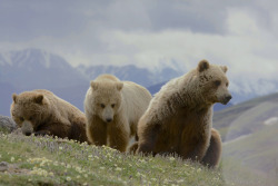 funkysafari:  Grizzly Bear (Ursus arctos ssp.) A sow with two two-year old cubs in Denali National Park during our Naturalist Journeys tour group’s stay at North Face Lodge  by Gregory “Slobirdr” Smith  