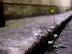 10knotes:nothing says hope quite like flowers growing through the cracks in concrete