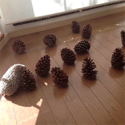  Hedgehog thinks pine cones are his friends - Video  Ohhh&hellip; so cute