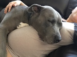 awwww-cute:  My dog is extremely attached to me now that I’m pregnant, I think it’s the cutest thing