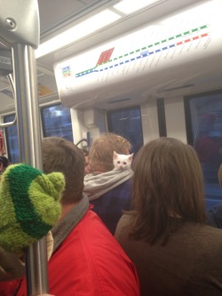 hentai-ass:  unclefather: ohmysloth:  This little guy popped out of a guy’s hood on the lightrail :3  “where the fuck am I”   “Human what have you done this time”