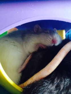 rat-rats:  My new favourite photo of Ellie. Look at that little paw! 