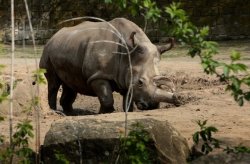 discoverynews:  Northern White Rhino Dies. Only 4 Left on EarthOne of the last five northern white rhinoceroses in the world has died.Nabiré, a 31-year-old female northern white rhino, died of a ruptured cyst. Nabiré’s death leaves only three females