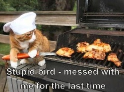 He ran a-fowl of the wrong kitteh
