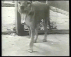 taigas-den:  zombikaze:Tasmanian Tiger (extinct)This is footage of an extinct animal. This blows my mind. 
