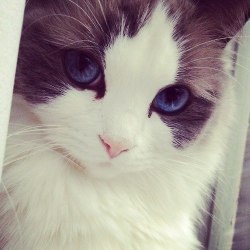 sealbrandon:  fandoms-are-my-horcruxes:  mishaswhore:  sharp-ish:  alexkisu:  that cat wears eyeliner better than me  that cat is more attractive than me in general    officially less attractive than a cat  cats are more attractive than humans and that’s