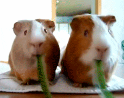 unfollovving:  WHEN THE GIF RESTARTS IT LOOKS LIKE THE LEAF IS SPIT OUT AND THEY ARE EATING IT AGAIN 
