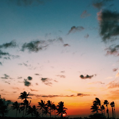 palm tree sunset | Tumblr