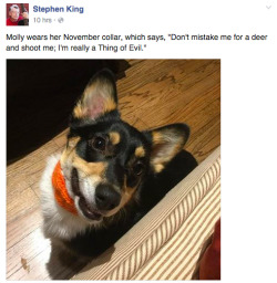 heqaiitw:  A quick reminder for everyone that the infamous Stephen King, who authored dozens of pants-shittingly terrifying horror novels, screenplays, and short stories, has a small corgi puppy named Molly and posts pictures and cute little blurbs about