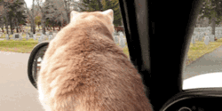 jaidefinichon:  Daredevil Cat Rides On Hood Of Car. 