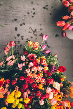 wolf-teeth:  Tulips at the market (by artchang) 