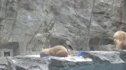 sleepycub34:   gaviche:  sizvideos:  Polar Bear Mama helps her cub who can’t swim yet!  MY HEART  @remixcub 