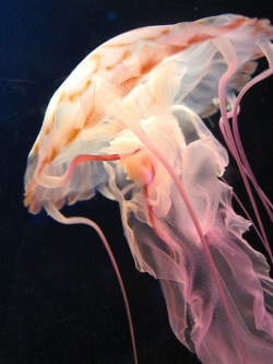 japanlove:  Jellyfish at the Osaka Aquarium by kevin dooley on Flickr. 