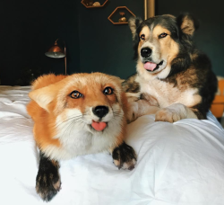 awwww-cute: Fox and dog blep (Source: http://ift.tt/2hpnbR4) &lt;3